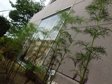 t2015.9.7 2.jpg